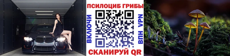 купить наркотики цена  Грайворон  omg как зайти  Псилоцибиновые грибы GOLDEN TEACHER 